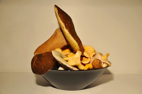 mushroom porcini mushrooms chanterelle