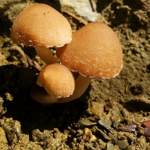 mushroom doga poison