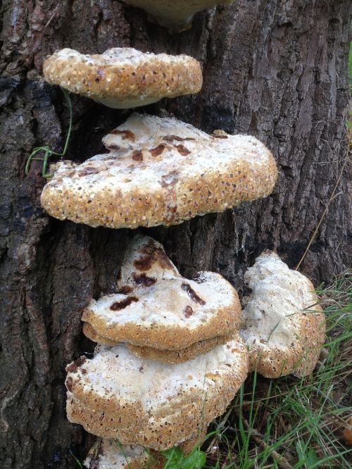 mushroom stoned mushroom nature