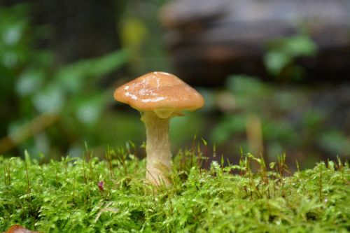 mushroom moss autumn