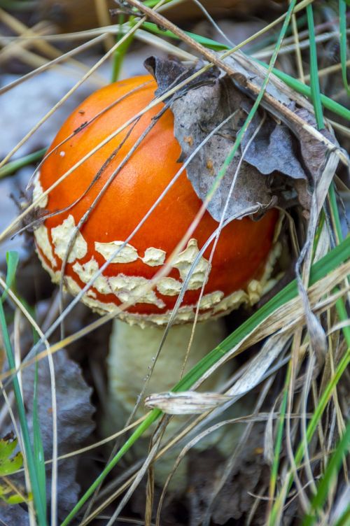 mushroom amanita autumn