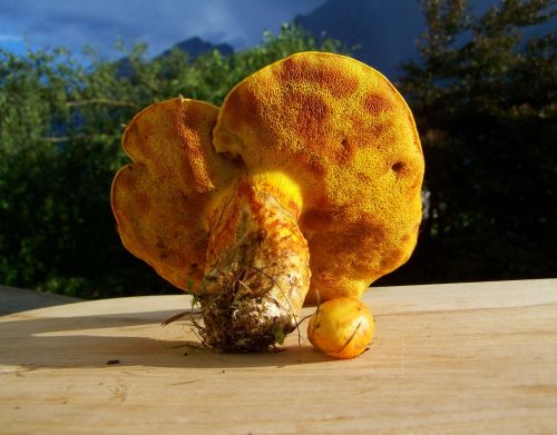 mushroom yellow nature