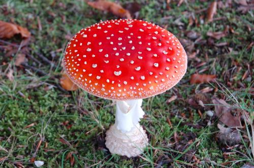 mushroom red with white dots red fly agaric