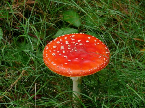 mushroom fly agaric red