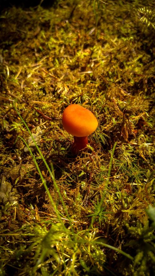 mushroom moss nature