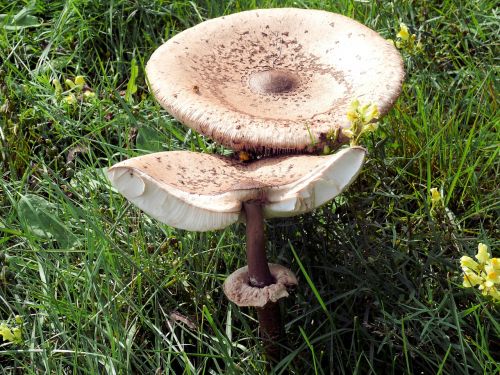 mushroom agaric beige