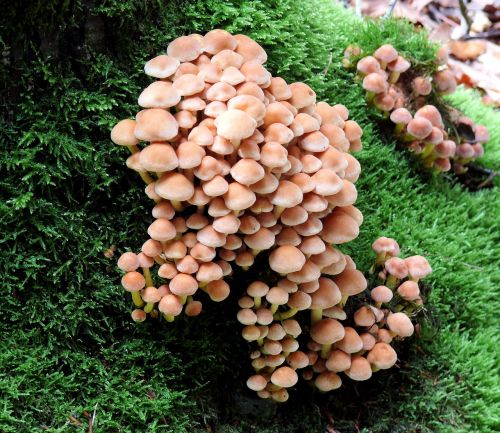 mushroom agaric beige