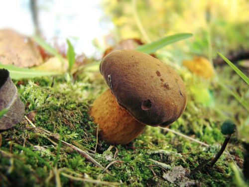 mushroom moss nature