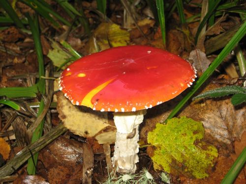 mushroom amanita amanita muscaria
