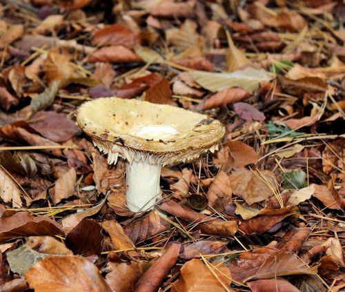 mushroom autumn agaric