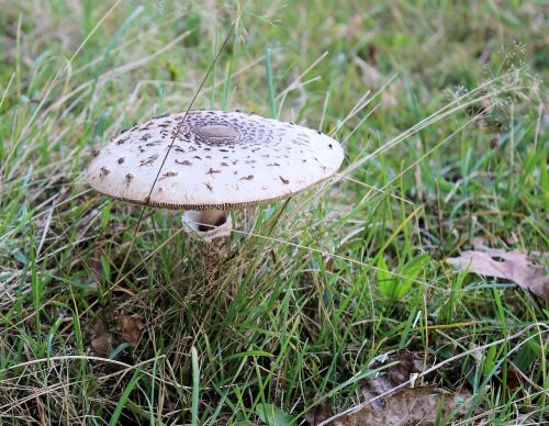mushroom autumn agaric