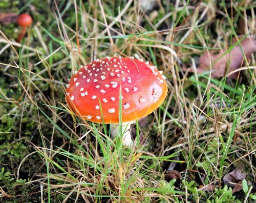 mushroom red with white dots autumn