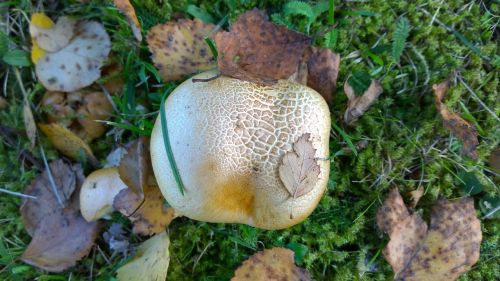 mushroom moss leaf