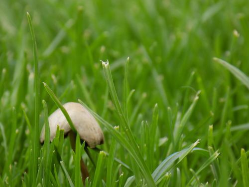 mushroom natural meadow