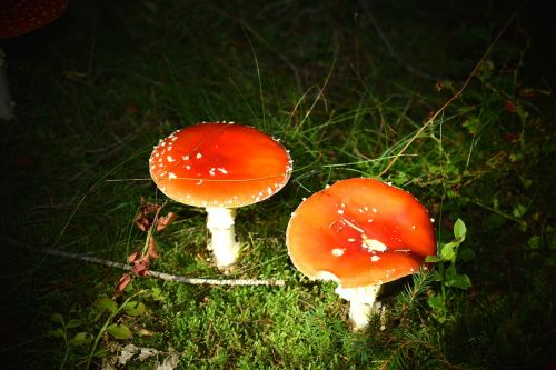 mushroom fly agaric toxic