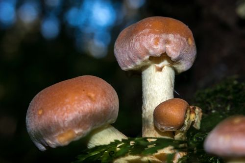 mushroom autumn hypholoma sublateritium