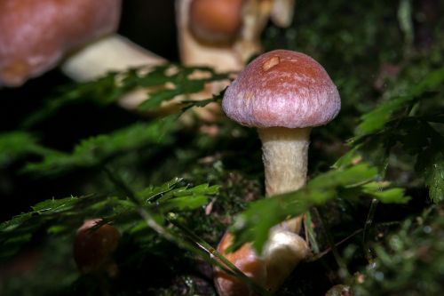 mushroom autumn hypholoma sublateritium