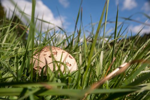 mushroom autumn parasol