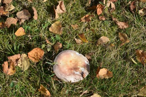 autumn mushroom nature