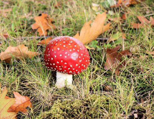 mushroom red with white dots fly agaric