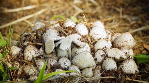 mushroom nature white