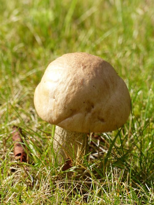 mushroom colors autumn