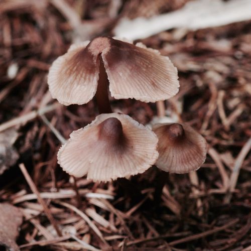 mushroom autumn vegetables