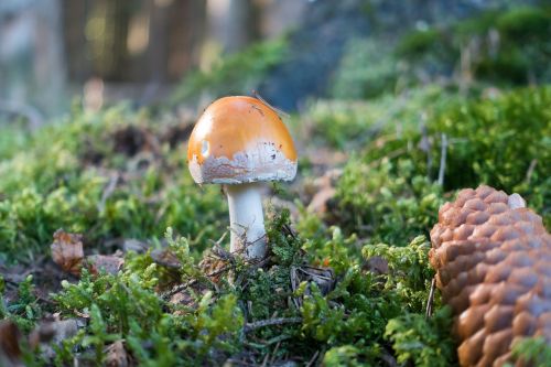 mushroom hat orange
