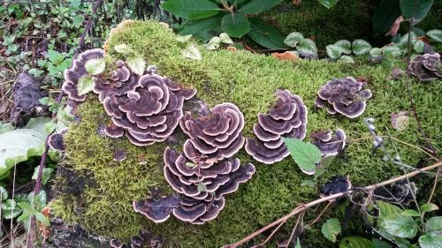 mushroom mushrooms on tree forest