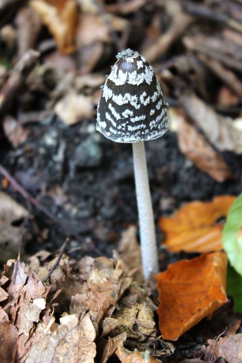 mushroom forest floor forest mushroom
