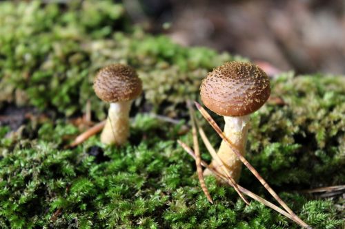 mushroom forest floor forest mushroom