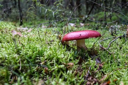 mushroom forest toxic