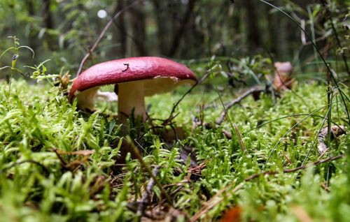 mushroom forest mushroom picking