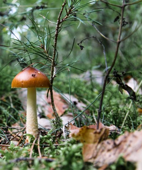 mushroom forest mushroom picking