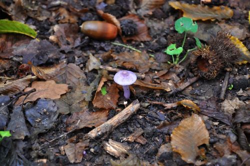 mushroom forest autumn