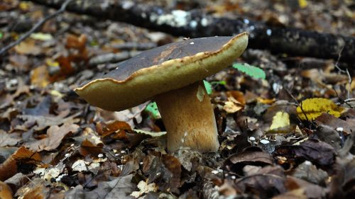 mushroom forest autumn