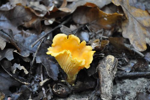 mushroom forest autumn