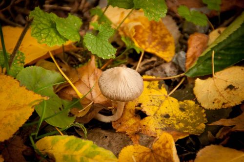 mushroom grow nature