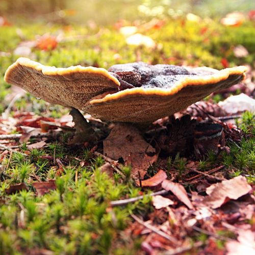 mushroom grass leaves