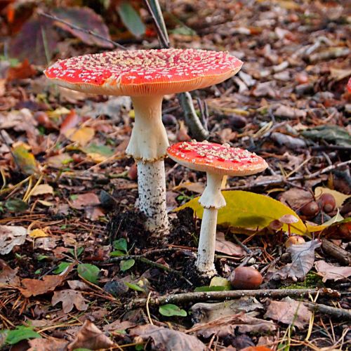 mushroom red with white dots agaric