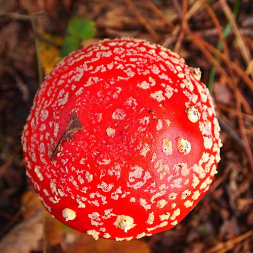 mushroom top view red with white dots