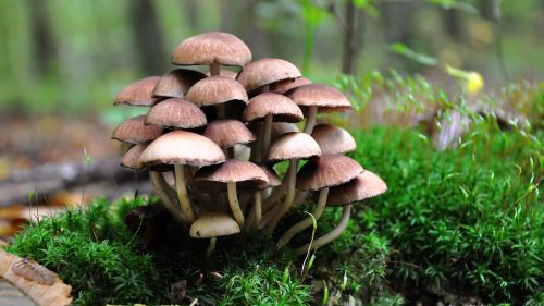 mushroom forest autumn