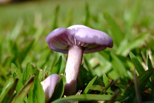 mushroom grass macro