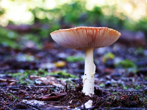 mushroom autumn eat