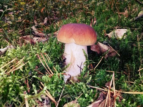 mushroom forest nature