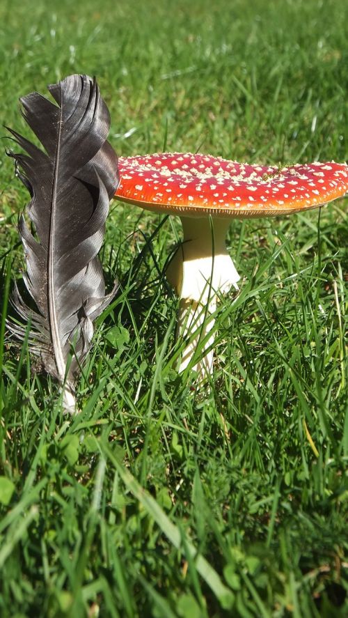 mushroom feather rush