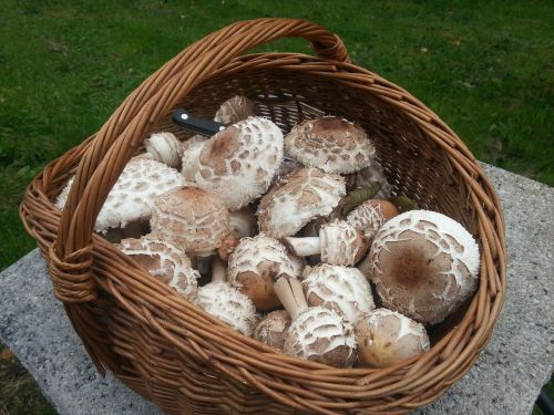 mushroom basket parasol basket