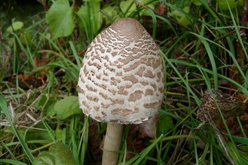 mushroom edible owl nature macro