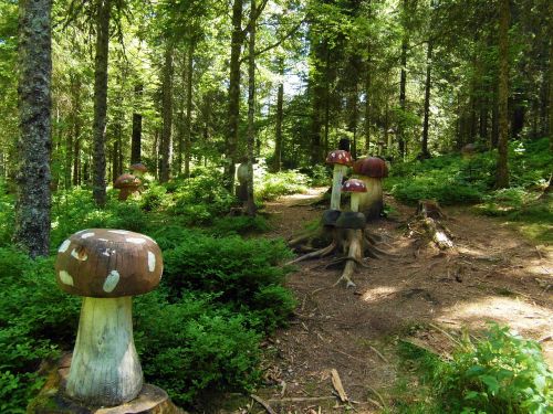 mushroom forest mushrooms wood