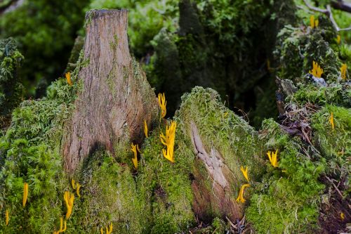 mushroom group tree trunk forest floor